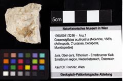 Foto (Objket + Etiketten) von Cracensigillatus acutirostrus (Moericke, 1889) 